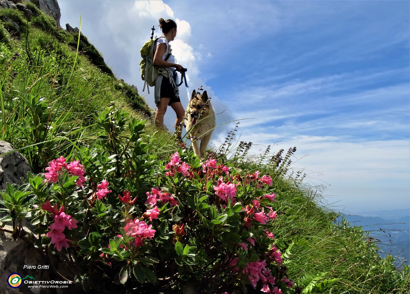 55 In Alben fioritura di rododendro rosa ( Rododentron hirsutum).JPG -                                